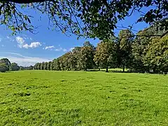 Krimlinden-Allee zur Hofschaft Westerholt