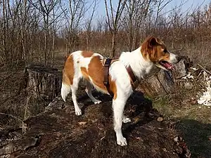Kromfohrländer