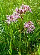 Kuckucks-Lichtnelke (Lychnis flos-cuculi)