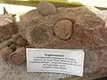 „Kugelsandstein“, entstanden im Sediment durch Abscheidung von Mineralen aus dem Porenwasser.