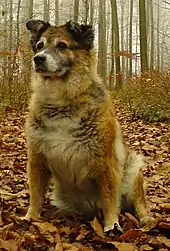 2020 Westerwälder Kuhhund