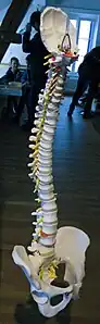 Modell Wirbel-säule