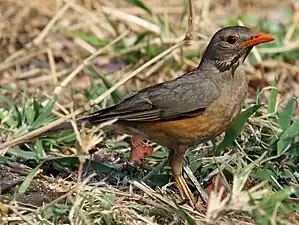 Rotschnabeldrossel im Kruger-Nationalpark