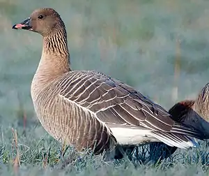 Kurzschnabelgans (Anser brachyrhynchus)