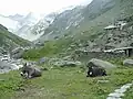 Läntahütte