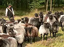 Herde mit Schäfer