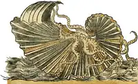 S. 52v: Argonauta argo