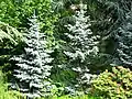 Der blaue Wald