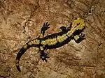 Aurora-Alpensalamander