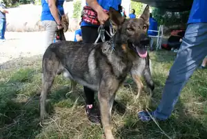 Lupo Italiano