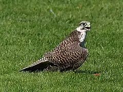 Sakerfalke (Falco cherrug)