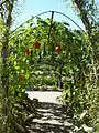 Kürbisse im Nutzgarten