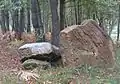 Dolmen
