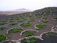 Kleine Steinmauern schützen vor dem ständigen Wind in La Geria (Lanzarote)
