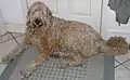 Labradoodle