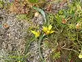 Lachenalia reflexa