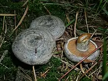 Wechselblauer Edel-ReizkerLactarius quieticolor