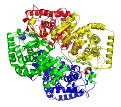 L-Lactatdehydrogenase