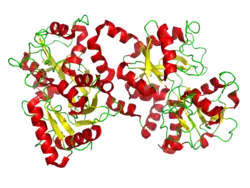 Lactoferrin