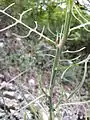 Die tief fiederteiligen Blätter des in Österreich gefährdeten Ruten-Lattichs (Lactuca viminea) sind optimal an die Trockenheit der Felshänge angepasst.