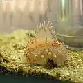 Eine beigefarbene Seegurke mit orangefarbenen Muster ist abgebildet.