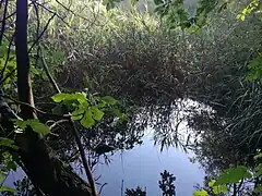 Der stark zugewachsene See Laghisol
