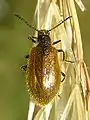 Gemeiner Wollkäfer Lagria pubescens