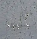 Reiher im Flachgewässer