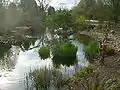 Teich­land­schaft