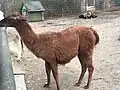 Lama im Streichelzoo
