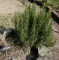 Bauerngarten