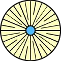 mit Lamellulae