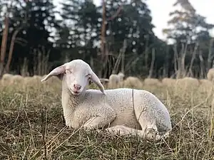 Merinoschaf