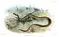 Fisk-Hausschlangeaus Proceedings of the Zoological Society of London,1887