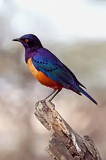 Hildebrandtglanzstar(Lamprotornis hildebrandti): bunte Weibchen