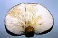 Lampteromyces japonicus