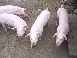 Norwegisches LandschweinDie rosa Farbe der Schweine wird durch eine Mutation des c-Kit-Locus hervorgerufen.