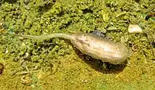 Eine in nassen Biotopen vorkommende Rattenschwanzlarve, wie man sie auch bei der Mistbiene findet