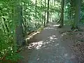 Am höchsten Punkt des Waldweges