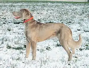 Weimaraner