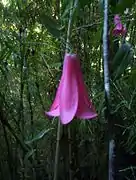 Chilenische Wachsglocke(Lapageria rosea)