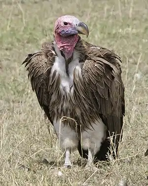 Ohrengeier