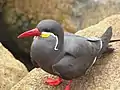 Inkaseeschwalbe