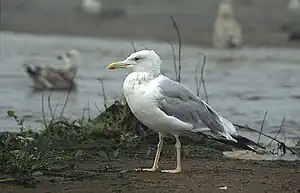 Steppenmöwe