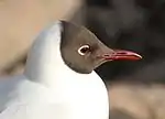 Weißer Halbring und roter Orbitalring um das Auge einer Lachmöwe