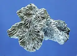 Latiphyllia suevica, Sl. Benz