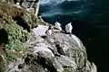Seevögel am Látrabjarg