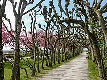 Laubengang Hofgarten Dachau