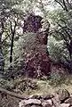 Große Lauenburg, Bergfried im Bereich der östlichen Vorburg (2005)