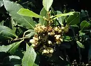 Lorbeer